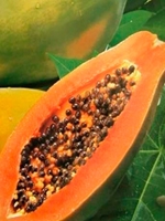 Papaya 