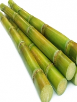 Sugar Cane 