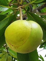 chalta/ Elephant apple 