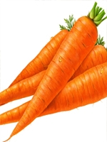 Gajor / Carrot 