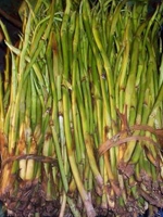  Kachur Lati 