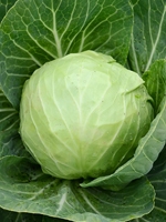 Badhakopi / Cabbage 