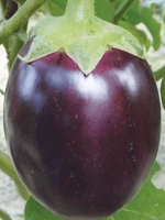 Gol begun / Round Brinjal 