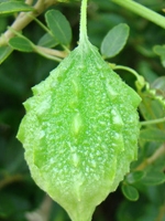 Usta/ Usta (Bitter Melon) 