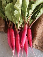 Lal Mula / Red Radish 