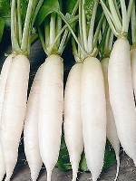 Sada Mula / White Radish 