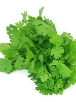 Dhonia pata / Coriander leaf 