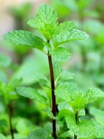 Pudina pata/ Mint leaf 