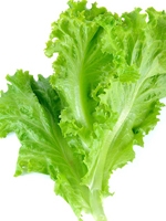 Lettuce pata / Lettuce leaf 