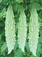 korola / Bitter Gourd 