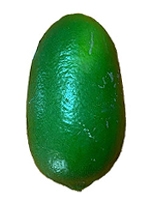 Lebu / Lemon 