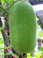 Jali kumra/ Ash Gourd 