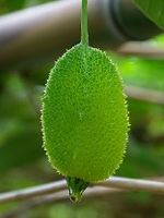 kakrol / Teasel Gourd 