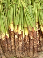  Maan kachu 
