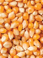 Corn seed 