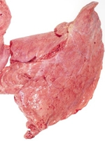 Cow Lungs (Fefsa) 