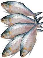 Hilsa fish 