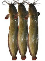 Magur Fish 
