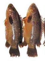 Koi Fish 