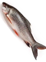 Rui Fish 