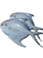 Rupchanda Fish 