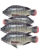 Telapiya Fish 