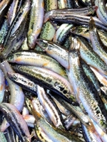 Gutum Fish 