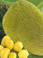 Jackfruit 