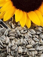 Sunflower Seeds 